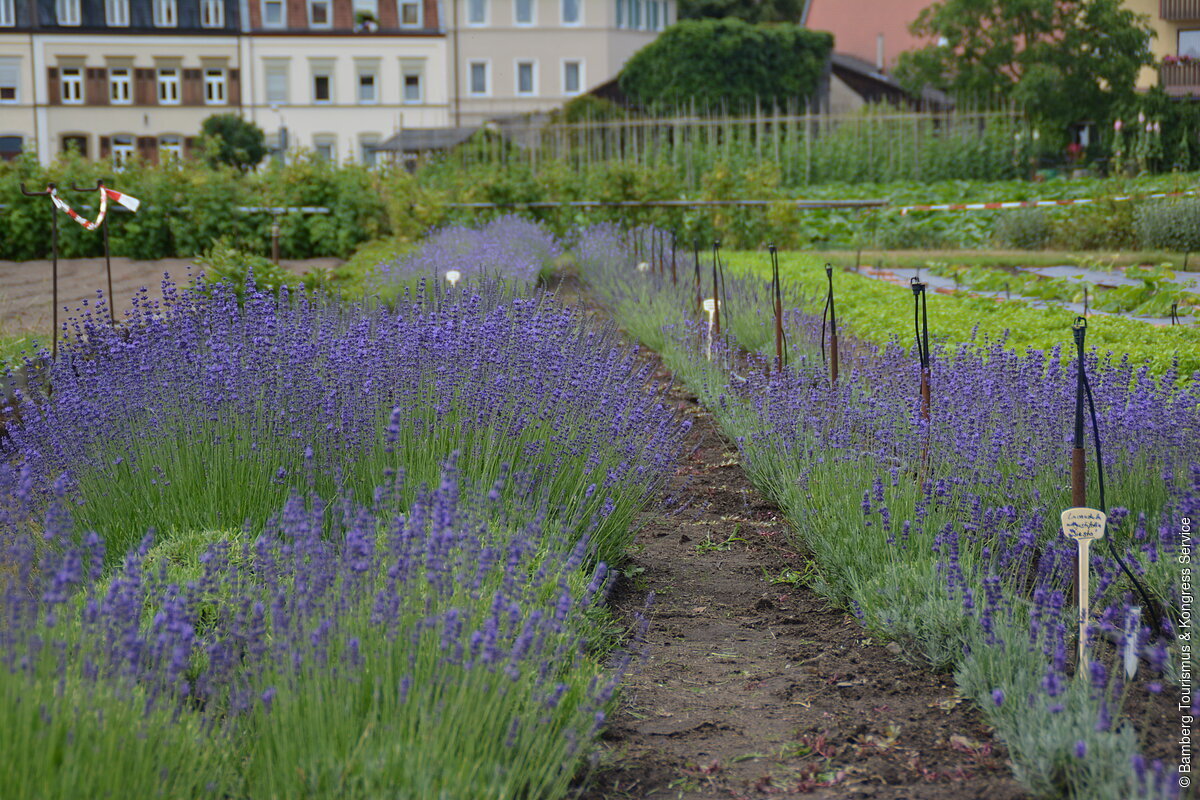Lavendel (Bamberg, Steigerwld)