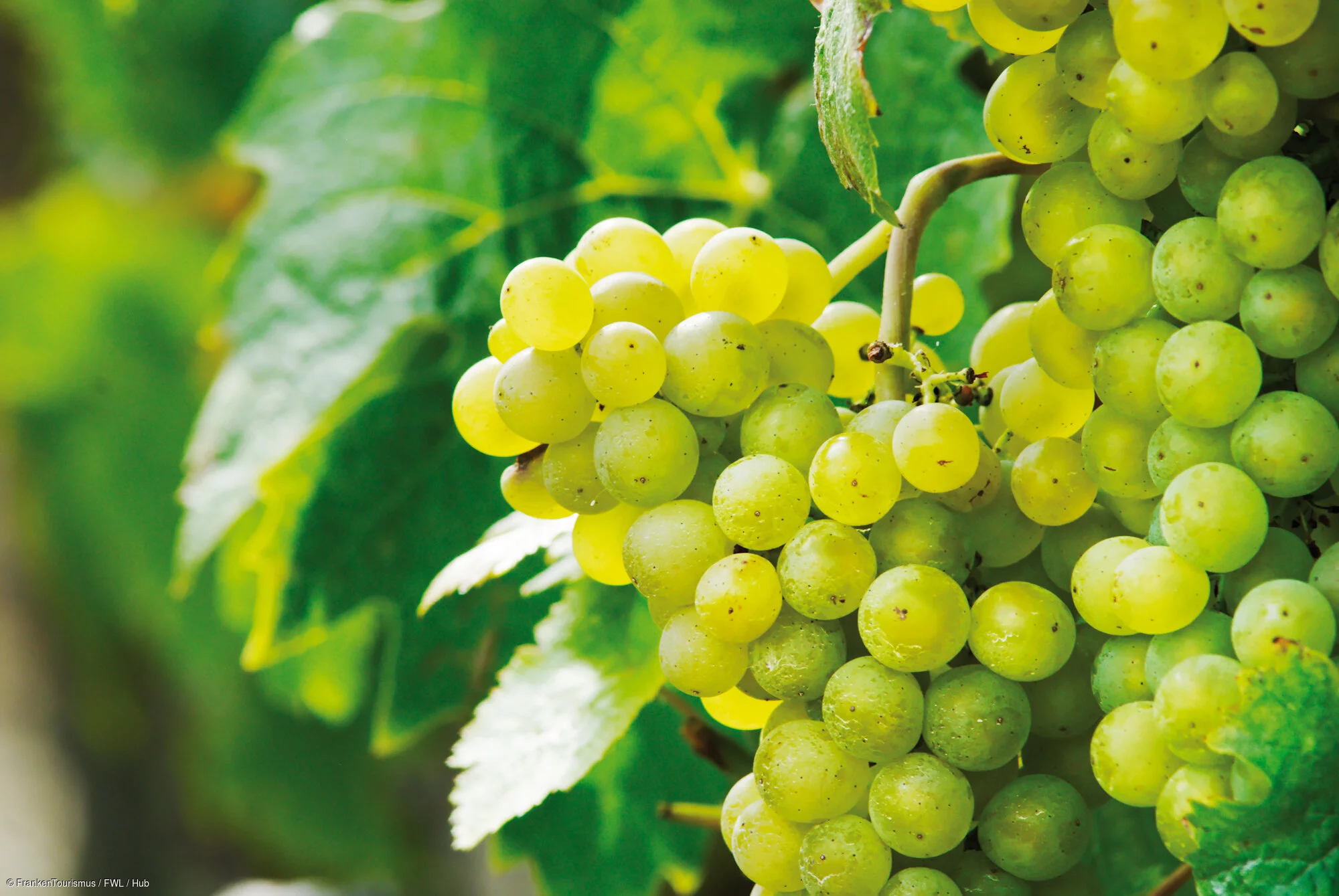 Weinreben, Münsterschwarzach