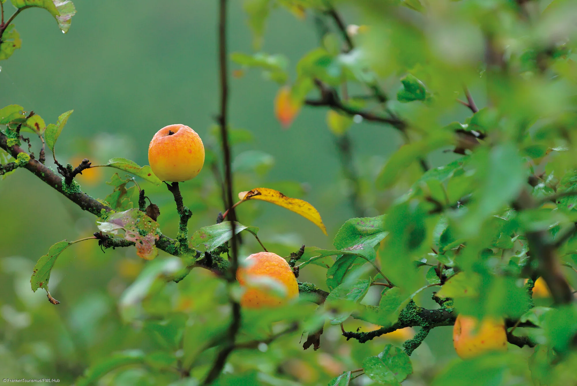 Herbstimpressionen