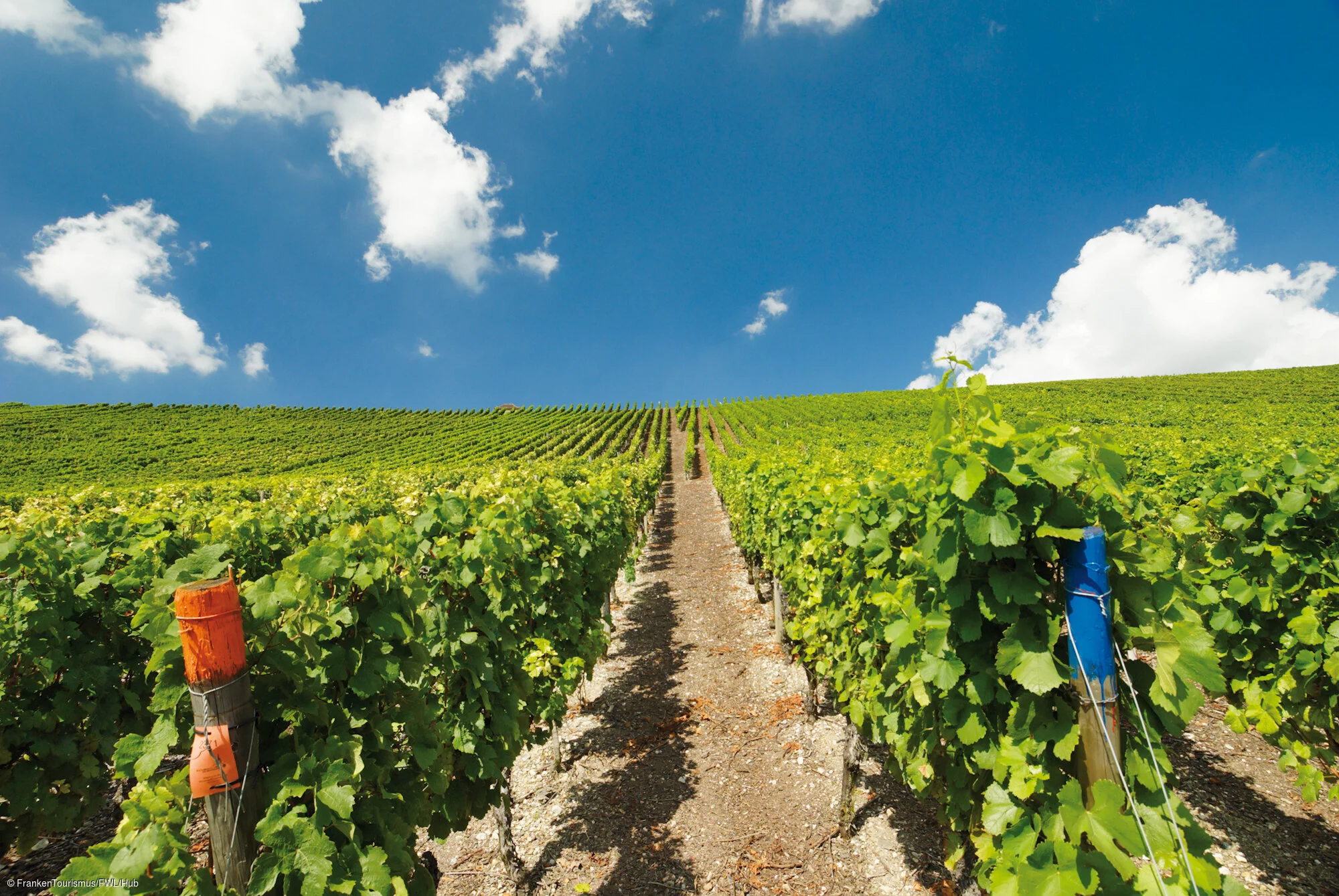 Weinberge bei der Vogelsburg