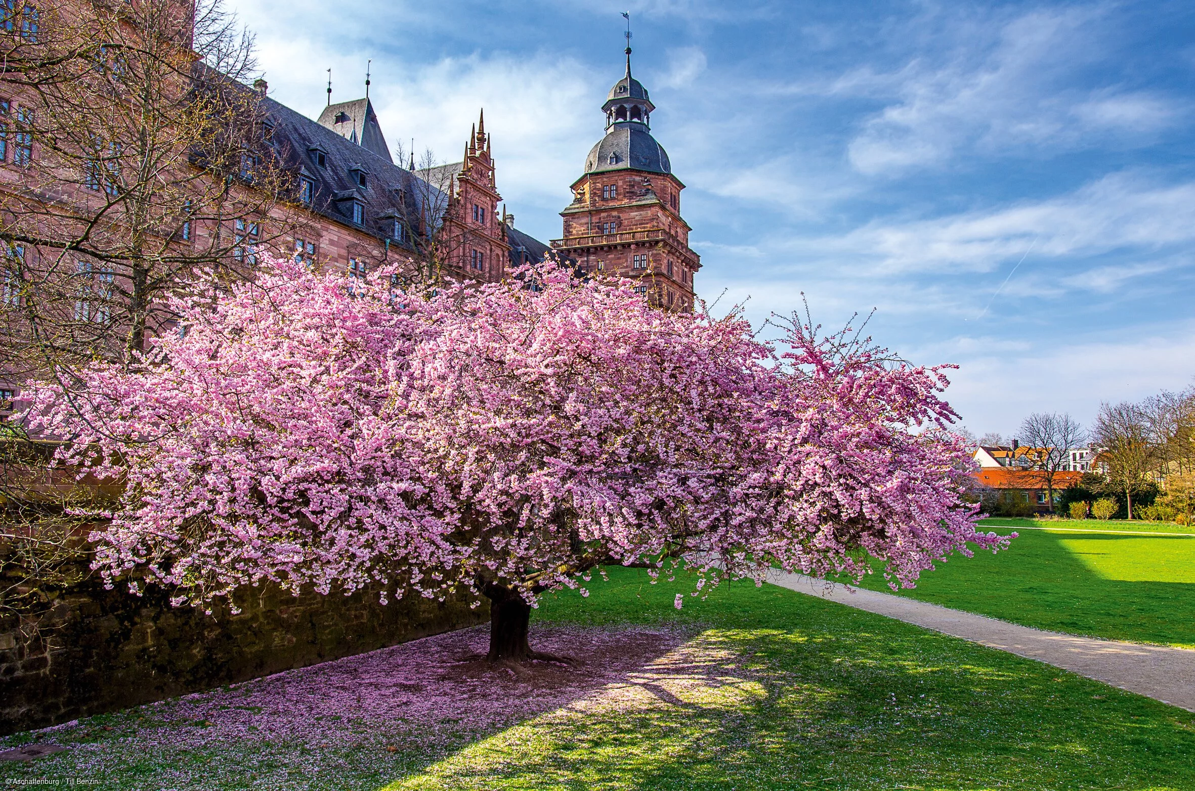 Rosa blühende Kirschbäume vor einem großen, barocken Schlossgebäude, dahinter grüner Rasen