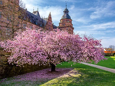 Rosa blühende Kirschbäume vor einem großen, barocken Schlossgebäude, dahinter grüner Rasen