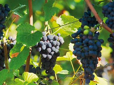 Weinreben, Münsterschwarzach