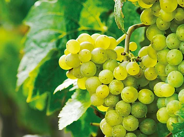 Weinreben, Münsterschwarzach