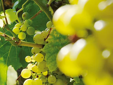 Weinreben, Münsterschwarzach