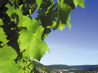 Weinberge bei Klingenberg